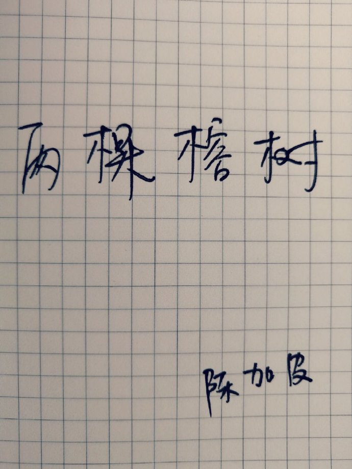 两棵榕树